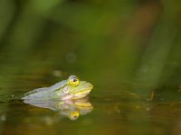 zeldzame Poelkikker  De zeldzame Poelkikker zal als een van weinige dieren onder de Nieuwe Natuurwet van Bleker beschermd blijven : Bleker, Henk, Pelophylax, Pelophylax lessonae, Poelkikker, beschermd, biotoop, dier, fauna, flora- en faunawet, groene, habitatrichtlijn, kikker, kleine, lessonae, natuur, natuurlijk, natuurlijke, natuurwet, omgeving, rana, rode lijst, sloot, water, wilde, zeldzaam