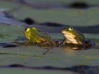 Pelophylax lessonae 32, Poelkikker, Saxifraga-Rik Kruit