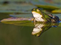 Pelophylax lessonae 34, Poelkikker, Saxifraga-Rik Kruit