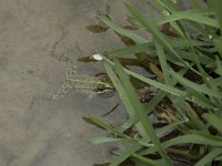 Pelophylax lessonae 37, Poelkikker, Saxifraga-Willem van Kruijsbergen