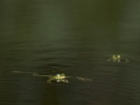 Pelophylax lessonae 38, Poelkikker, Saxifraga-Mark Zekhuis