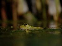 Pelophylax lessonae 39, Poelkikker, Saxifraga-Mark Zekhuis