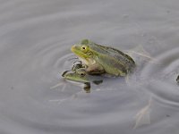 Pelophylax lessonae 44, Poelkikker, Saxifraga-Luuk Vermeer