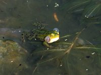 Pelophylax lessonae 5, Poelkikker, Saxifraga-Edo van Uchelen