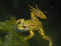 Pelophylax perezi 1, Iberische meerkikker, Saxifraga-Ed Stikvoort