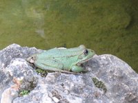 Pelophylax perezi 5, Iberische meerkikker, Saxifraga-Rutger Barendse