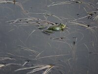 Pelophylax perezi 6, Iberische meerkikker, Saxifraga-Ed Stikvoort
