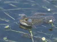 Pelophylax ridibundus 1, Meerkikker, Saxifraga-Edo van Uchelen