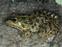 Pelophylax ridibundus 2, Meerkikker, Saxifraga-Edo van Uchelen