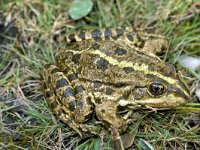 Pelophylax ridibundus 5, Meerkikker, Saxifraga-Kees Marijnissen