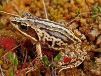 Rana arvalis 13, Heikikker, Saxifraga-Hans Dekker