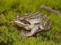 Rana arvalis 22, Heikikker, Saxifraga-Kees Marijnissen