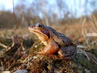 Rana arvalis 29, Heikikker, Saxifraga-Mark Zekhuis