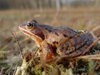 Rana arvalis 31, Heikikker, Saxifraga-Mark Zekhuis