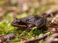 Rana arvalis 36, Heikikker, Saxifraga-Rudmer Zwerver