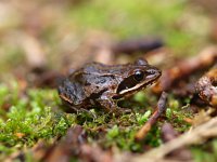 Rana arvalis 38, Heikikker, Saxifraga-Rudmer Zwerver