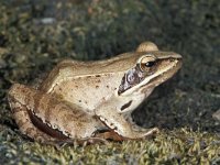 Rana dalmatina 4, Springkikker, Saxifraga-Edo van Uchelen