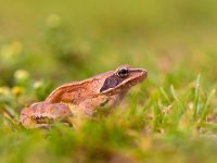 Rana dalmatina 5, Springkikker, Saxifraga-Rudmer Zwerver  Rana dalmatina : agile, amphibia, amphibian, animal, branch, brown, closeup, cute, dalmatina, date, europe, european, fauna, frog, grass, green, habitat, jump, look, love, macro, nature, orange, pond, rana, rock, sit, slimy, small, spring, sticky, thinking, thoughtful, toad, water, wild, wildlife, yellow