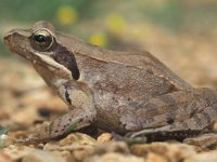 Rana latastei 1, Saxifraga-Edo van Uchelen