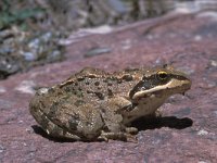 Rana macrocnemis 1, Kleinaziatische kikker, Saxifraga-Edo van Uchelen