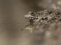 Rana perezi 1, Iberische meerkikker, Saxifraga-Mark Zekhuis