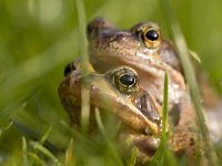 Bruine kikker, common frog  Bruine kikker, common frog : Bruine kikker, Common Frog, Nederland, Rana temporaria, Utrecht, amfibie, amphibian, amplex, city, close-up, copulating, dichtbij, duo, female, gras, grass, green, groen, male, mannetje, mating, paar, parend, stad, stadsnatuur, the Netherlands, twee, two, vrouwtje