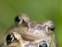 Bruine kikker, common frog  Bruine kikker, common frog : Bruine kikker, Common Frog, Nederland, Rana temporaria, Utrecht, amfibie, amphibian, amplex, city, close-up, copulating, dichtbij, duo, female, gras, grass, green, groen, male, mannetje, mating, paar, parend, stad, stadsnatuur, the Netherlands, twee, two, vrouwtje