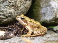 Rana temporaria 38, Bruine kikker, Saxifraga-Rudmer Zwerver