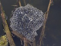 Kikkerdril van Bruine kikker  Frogspawn of Common frog (Rana temporaria) : frog's eggs amphibian tadpole tadpoles