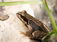 Rana temporaria 58, Bruine kikker, Saxifraga-Bart Vastenhouw