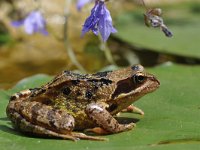 Rana temporaria 61, Bruine kikker, Saxifraga-Tom Heijnen