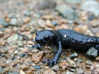 Salamandra atra 1, Saxifraga-Jeroen Willemsen