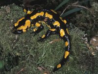 Salamandra salamandra 10, Vuursalamander, Saxifraga-Edo van Uchelen