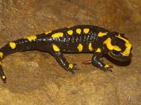 Salamandra salamandra 13, Vuursalamander, Saxifraga-Kees Marijnissen