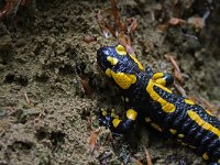 Salamandra salamandra 36, Vuursalamander, Saxifraga-Jeroen Willemsen