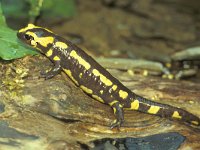 Salamandra salamandra 7, Vuursalamander, Saxifraga-Kees Marijnissen