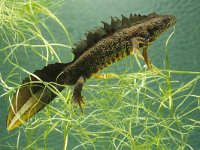 Triturus cristatus 15, male, Kamsalamander, Saxifraga-Kees Marijnissen