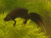 Triturus cristatus 5, Kamsalamander, Saxifraga-Kees Marijnissen