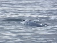 Balaenoptera musculus 12, Blauwe vinvis, Saxifraga-Bart Vastenhouw