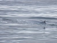 Balaenoptera musculus 14, Blauwe vinvis, Saxifraga-Bart Vastenhouw