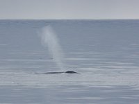 Balaenoptera musculus 5, Blauwe vinvis, Saxifraga-Bart Vastenhouw