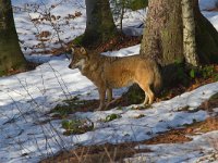 Canis lupus 24, Wolf, Saxifraga-Jan Nijendijk