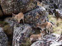 Capra pyrenaica 16, Pyrenese steenbok, Saxifraga-Bart Vastenhouw