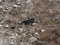 Capra pyrenaica 18, Pyrenese steenbok, Saxifraga-Jan van der Straaten