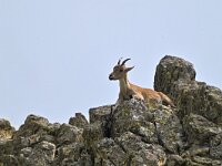 Capra pyrenaica 2, Pyrenese steenbok, Saxifraga-Tom Heijnen