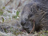 Castor fiber 19, Bever, Saxifraga-Luc Hoogenstein  Wilde bever in Noorwegen, Eurasian beaver or European beaver (Castor fiber) : bever, wild, Castor fiber, Noorwegen, European beaver, Beaver, nature, Norway, natuur, Europe, Europa, Castor, Eurasian beaver