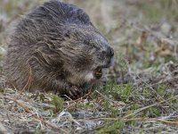 Castor fiber 20, Bever, Saxifraga-Luc Hoogenstein  Wilde bever in Noorwegen, Eurasian beaver or European beaver (Castor fiber) : Eurasian beaver, foerageren, portret, zoogdier, adult, nature, Castor fiber, bever, Norway, Europe, wild, feeding, mammal, volwassen, Europa, Beaver, natuur, Castor, Noorwegen, European beaver