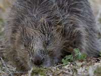 Castor fiber 23, Bever, Saxifraga-Luc Hoogenstein  Wilde bever in Noorwegen, Eurasian beaver or European beaver (Castor fiber) : volwassen, Europa, Norway, Beaver, adult, bever, mammal, Europe, natuur, foerageren, Castor, Eurasian beaver, wild, portret, European beaver, nature, feeding, Castor fiber, Noorwegen, zoogdier