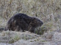 Castor fiber 24, Bever, Saxifraga-Luc Hoogenstein  Wilde bever in Noorwegen, Eurasian beaver or European beaver (Castor fiber) : Europa, Noorwegen, Beaver, Castor fiber, Castor, bever, Eurasian beaver, natuur, Europe, wild, European beaver, Norway, nature