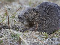 Castor fiber 32, Bever, Saxifraga-Luc Hoogenstein  Wilde bever in Noorwegen, Eurasian beaver or European beaver (Castor fiber) : Europe, Eurasian beaver, bever, natuur, Europa, European beaver, nature, Beaver, Castor fiber, Norway, wild, Castor, Noorwegen